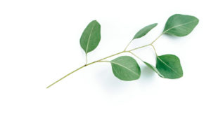 Blad