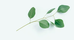 Blad